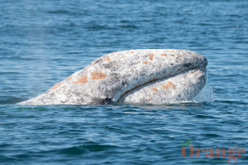 Gray Whale Gray Whale