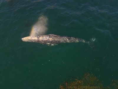 Gray whale Gray whale