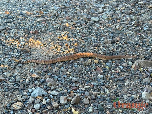 Speckled Rattlesnake