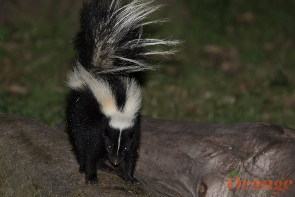 Striped Skunk Striped Skunk