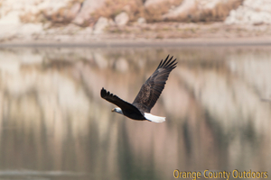 Bald eagle at Irvine Lake Bald Eagle