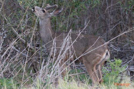 Mule Deer