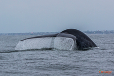 Blue whale tail/fluke Blue Whale