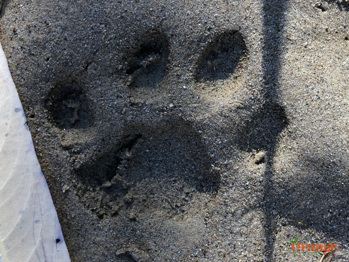 Mountain lion print Mountain Lion Print
