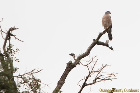 Cooper's Hawk Cooper's Hawk