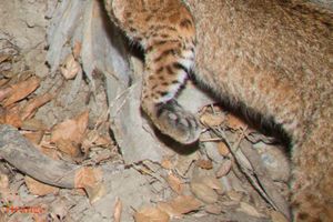 Bobcat Spotted In Orange County 