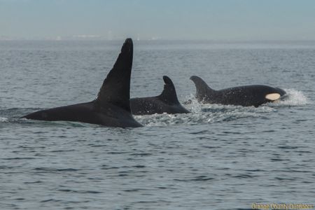 ETP killer whales