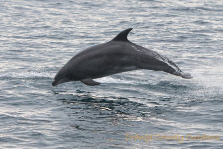 Bottlenose Dolphin Bottlenose Dolphin