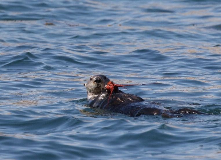 Ollie the otter dining on a delicious lobster. Ollie the sea otter