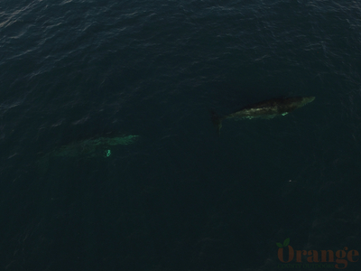 Minke Whale Minke Whale
