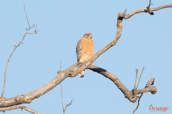 Red-shouldered hawk at Irvine Regional Park Red-Shouldered Hawk