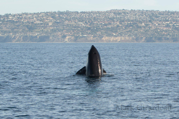Orca spyhopping with Palos Verdes in background Orca - blog
