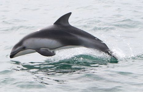 Pacific white-sided dolphin