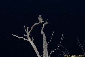 Great horned owl at Caspers Wilderness Park Great Horned Owl