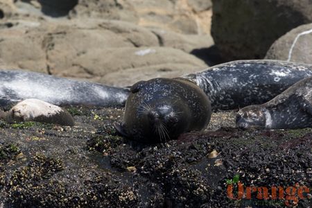 Harbor Seal Harbor Seal