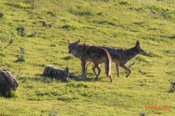 Coyotes in Trabuco Canyon Coyote