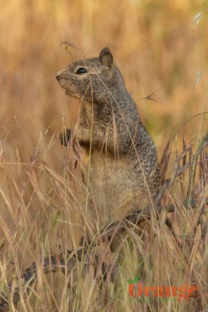California Ground Squirrel California Ground Squirrel