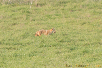 Coyote at Aliso and Woods Canyon Regional Park Coyote