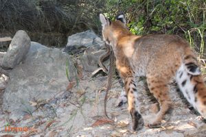 Bobcat Spotted In Orange County 