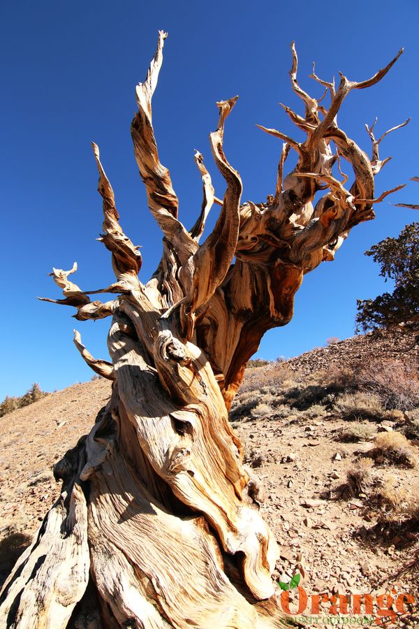 Ancient Bristlecone Pine Forest