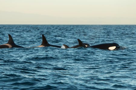 Offshore Orcas