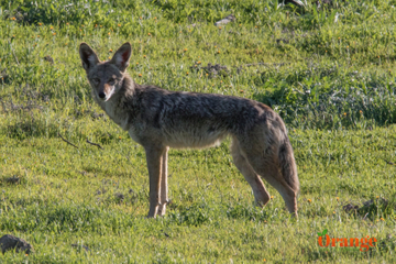 Coyote in Trabuco Canyon Coyote