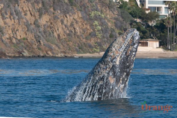 Breaching gray whale in Irvine Cove, Laguna Beach Gray Whale