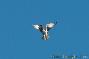 Osprey Osprey