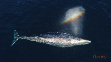 Gray whale with a rainbow in its spout Gray Whale