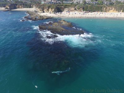 Gray whale