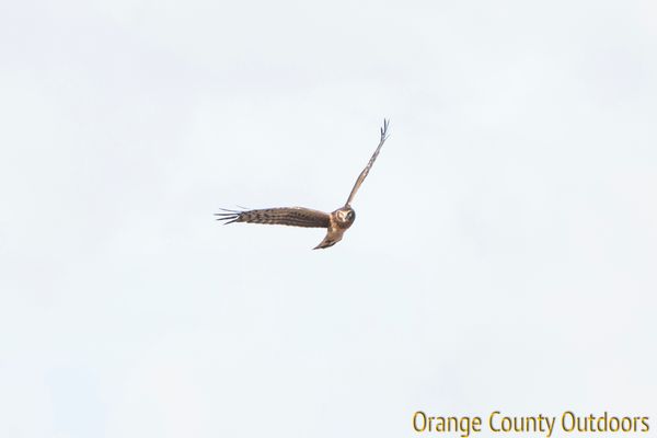 Northern harrier Northern Harrier