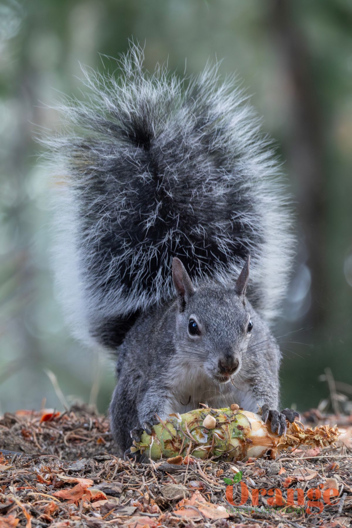 Western Gray Squirrel