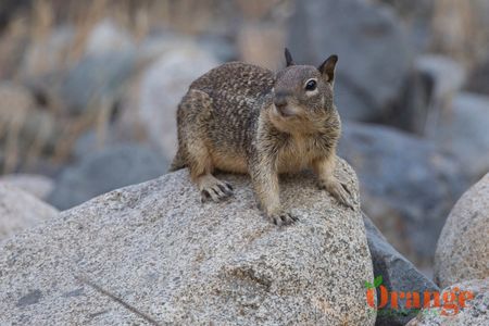 California Ground Squirrel