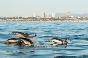 Common dolphin pod with Fashion Island, Newport Beach in background Common Dolphin