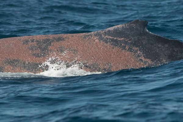 Scarlet entangled humpback whale