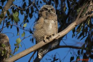 Great horned owl chick in Irvine Great Horned Owl