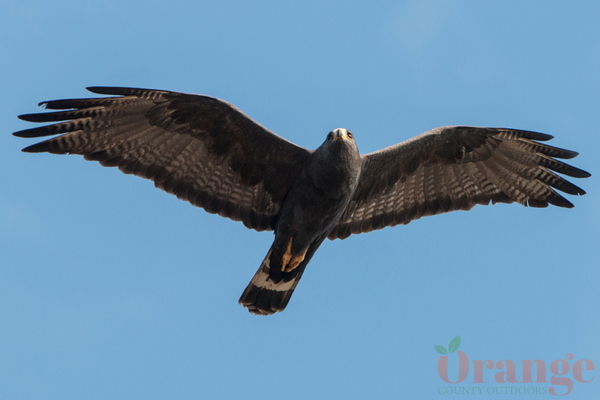 Zone-tailed hawk Zone-tailed hawk