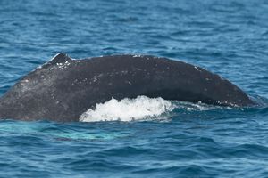 Humpback Whale