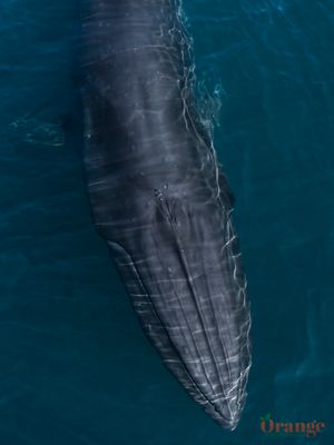 Bryde's Whale