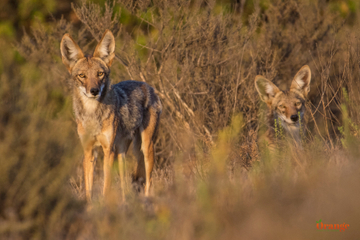 Two coyotes in Trabuco Canyon Coyote