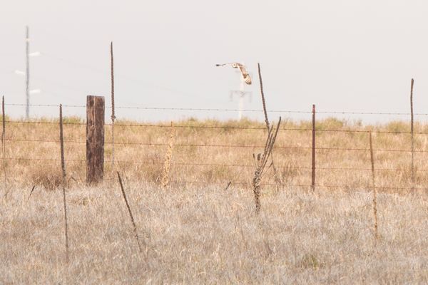 Short-eared Owl