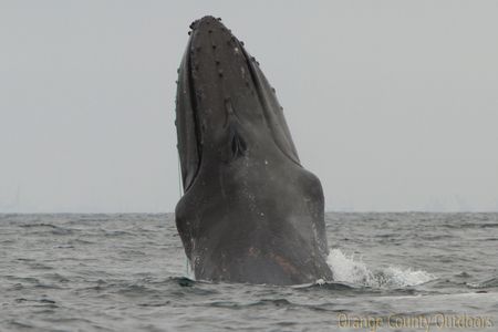 Scarlet entangled humpback whale