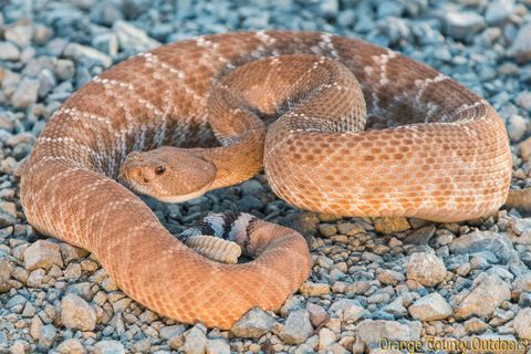 Red Diamond Rattler
