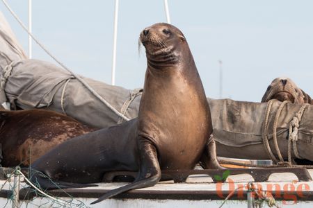 Sea Lion