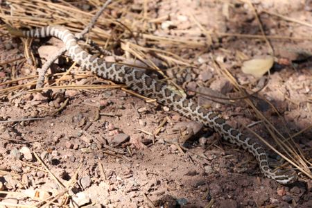 Southern Pacific Rattlesnake traveling Southern Pacific Rattlesnake