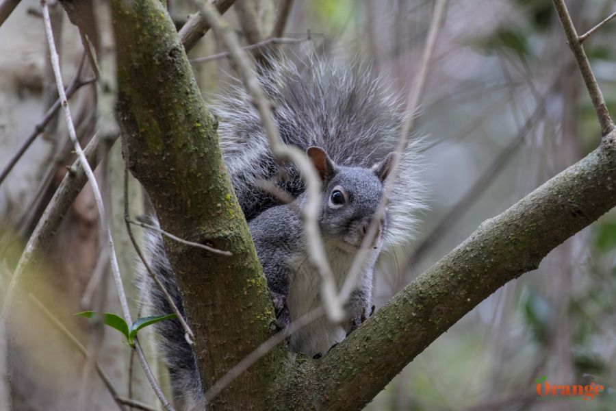 Western gray squirrel Western Gray Squirrel