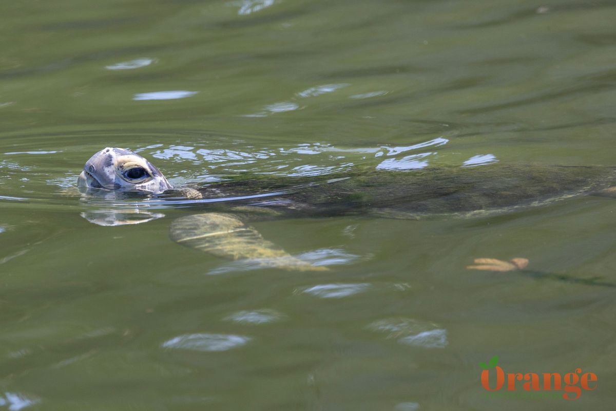 Green Sea Turtle