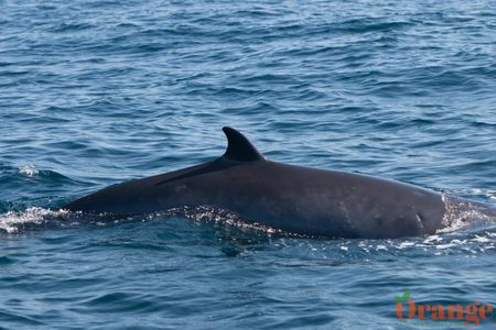 Minke Whale Minke Whale