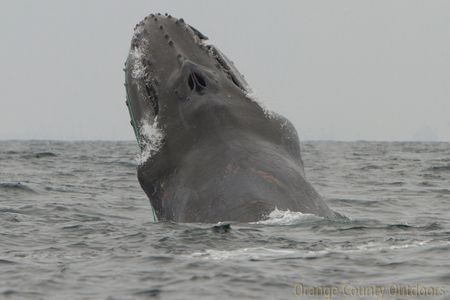 Scarlet entangled humpback whale