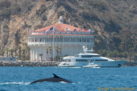 Minke Whale Minke Whale
